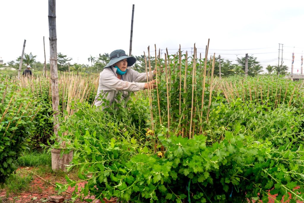 blog de jardineria