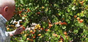 Cómo cultivar un árbol de albaricoque