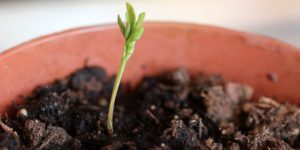 Cómo cultivar y cuidar las plantas de lentejas